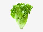 Lettuce