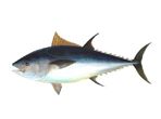 Tuna