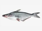 Basa Fish