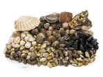 Shellfish