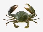 Crab