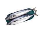 Mackerel