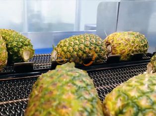 Pineapple Canning Processing Line