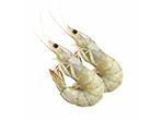 Shrimp