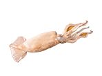 Squid