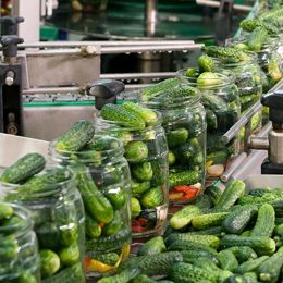 Automated Cucumber Filling