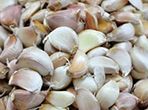 Garlic Clove