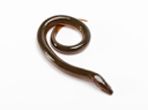 Ricefield Eel