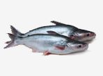 Whitebait