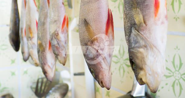 Capacity Guide: How Much Fish Can a Fish Skinning Machine Process?