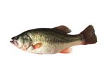 Bass