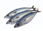 Sardine