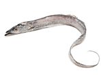 Hairtail