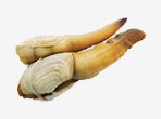 Clam