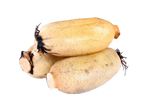 Lotus Root