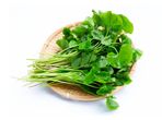 Coriander