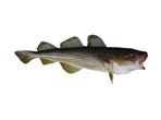 Cod